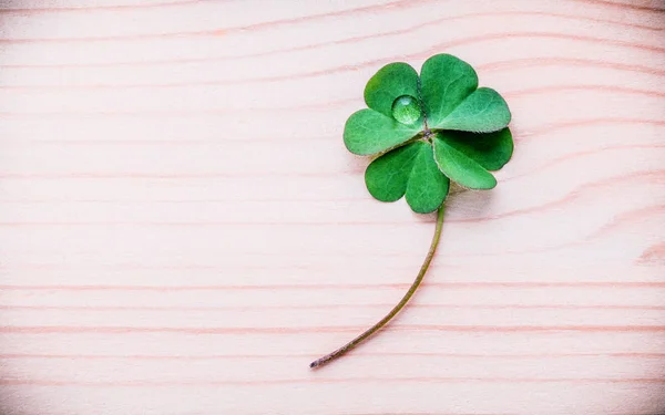 Clovers leaves on wooden background  .The symbolic of Four Leaf Clover the fi