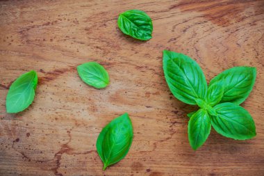 Taze fesleğen eski püskü teak ahşap arka plan üzerinde bırakır. Tatlı b