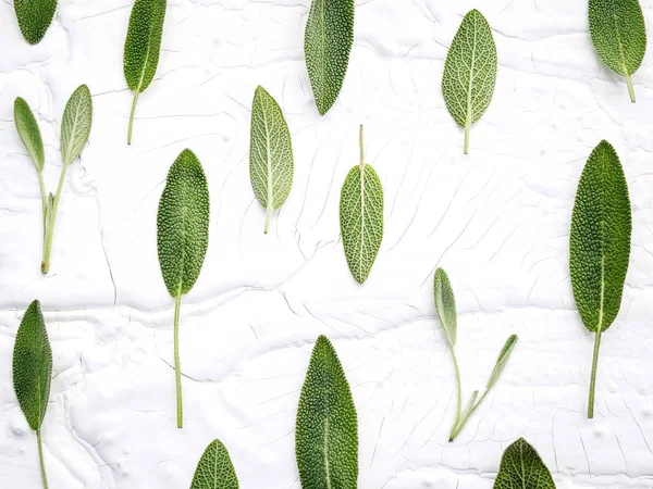 Primeros planos hojas de salvia fresca sobre fondo de madera blanca. Suplente — Foto de Stock
