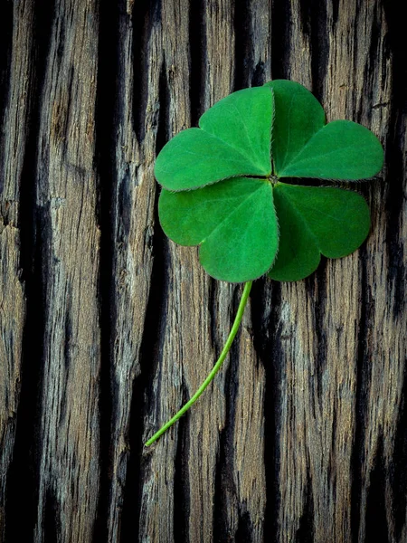 Clover leaves on shabby wooden background. The symbolic of Four — Stock Photo, Image