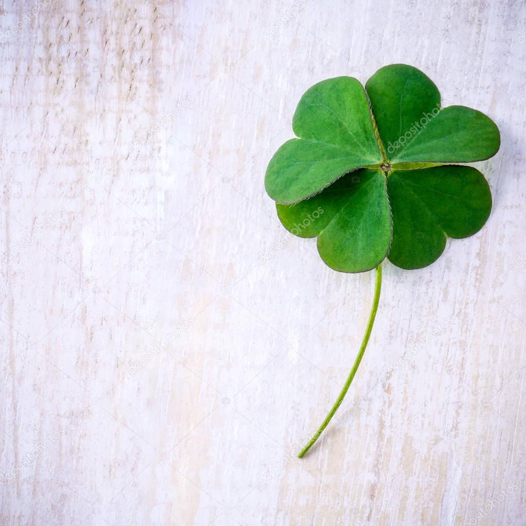Clover leaves on shabby wooden background. The symbolic of Four 