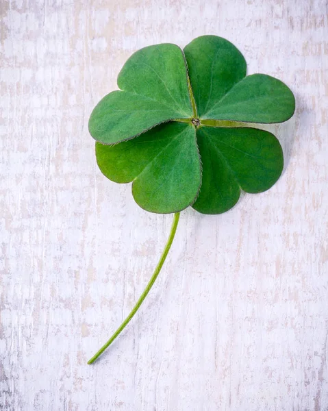 Klöver blad på shabby trä bakgrund. Det symboliska fyra — Stockfoto