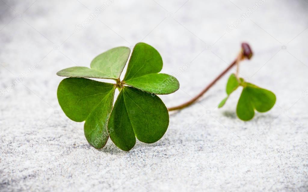 Clovers leaves on Stone .The symbolic of Four Leaf Clover the fi