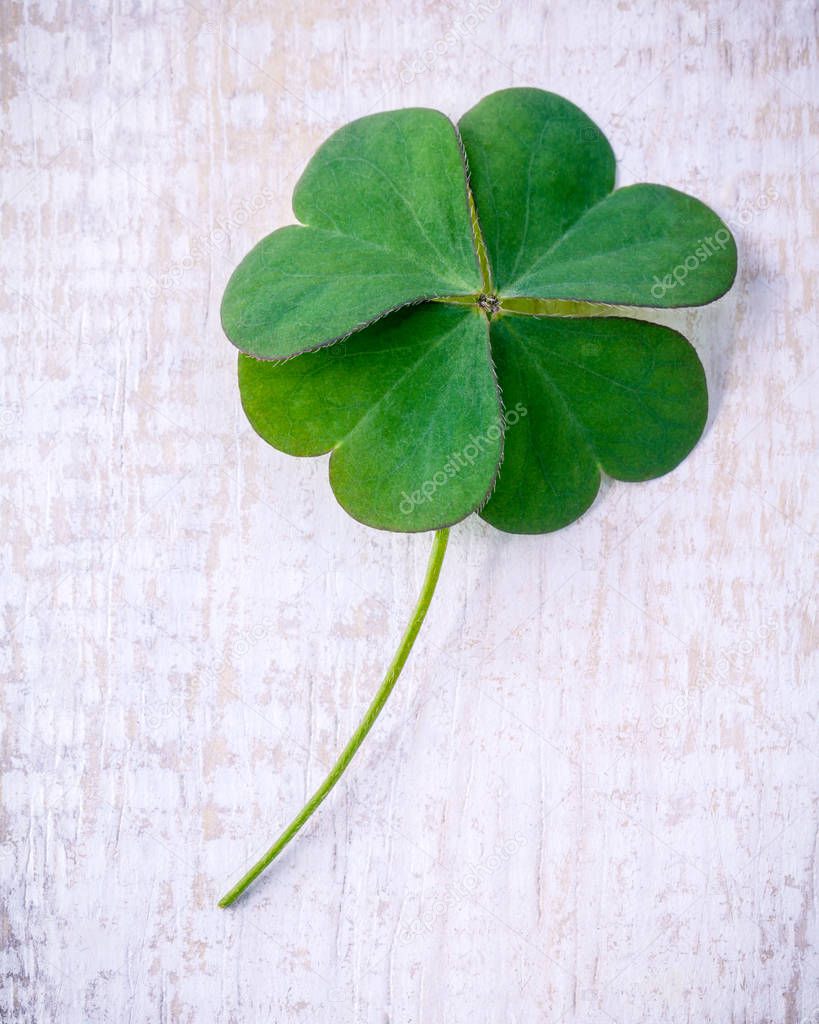 Clover leaves on shabby wooden background. The symbolic of Four 