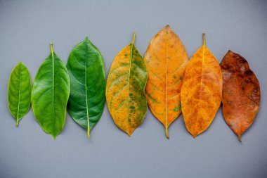 Farklı yaş jack meyve ağacının yaprakları gri arka plan üzerinde. A