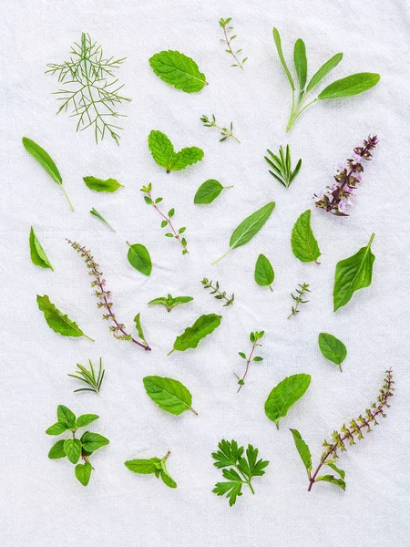 Разнообразные свежие травы из сада, цветки, флоксы — стоковое фото
