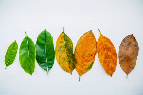 Listy různých věkových jack ovocný strom na bílé dřevěné backg — Stock fotografie