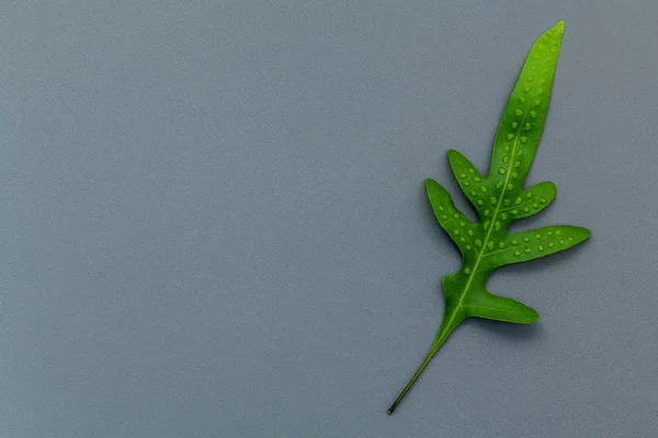 Hermosa forma de hojas de helecho plano yacía sobre fondo gris. Gree. — Foto de Stock