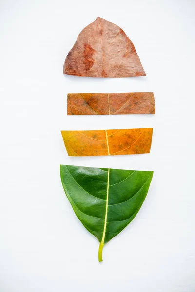 Blätter unterschiedlichen Alters des Buchsenfruchtbaums auf weißem Holzrücken — Stockfoto