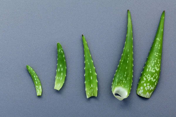 Aloe vera farklı boyutu gri arka plan üzerinde bırakır. Cilt Bakımı — Stok fotoğraf