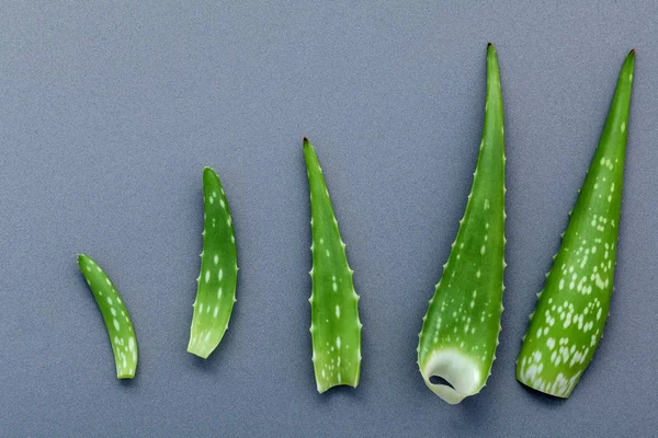 Diferentes tamaños de hojas de aloe vera sobre fondo gris. Cuidado de la piel — Foto de Stock