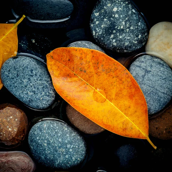 Podzimní sezóna a pokojné koncepty. Oranžové listy na říční kámen — Stock fotografie