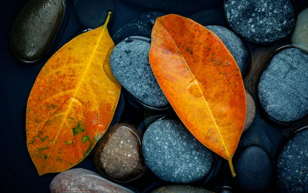 Autumn season and peaceful concepts. Orange leaf on river stone — Stock Photo, Image