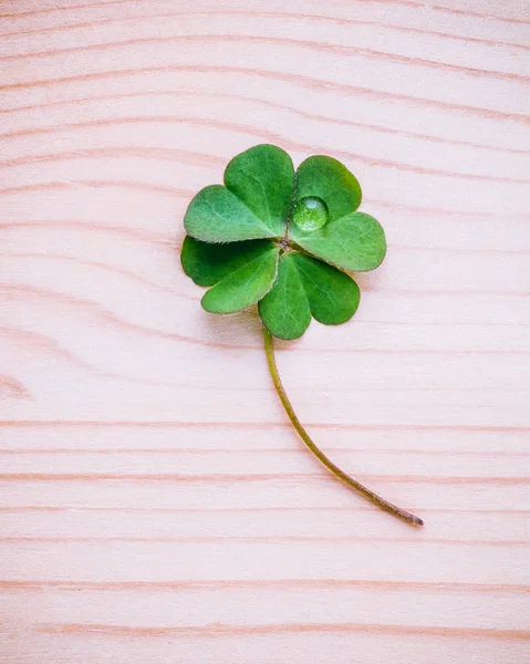 Clover leaves on shabby wooden background. The symbolic of Four — Stock Photo, Image