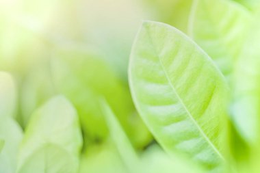 Kadar yakın ve yeşil yumuşak odak terk. Seçici odak ile doğa yeşil arka plan.