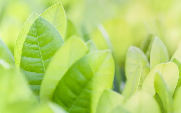 소프트 포커스 녹색의 나뭇잎 선택적 — 스톡 사진