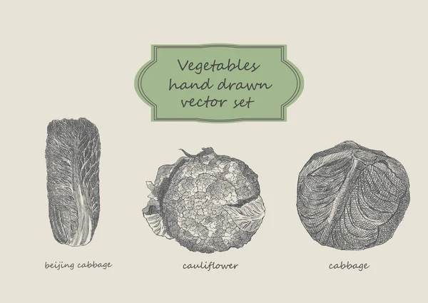 Gemüse handgezeichnet Vektor-Set. Beijing Kohl, Blumenkohl . — Stockvektor