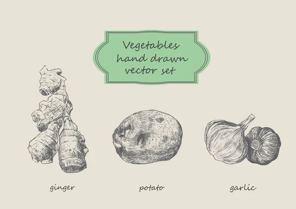 Gemüse handgezeichnet Vektor-Set. Ingwer, Kartoffeln, Knoblauch. — Stockvektor