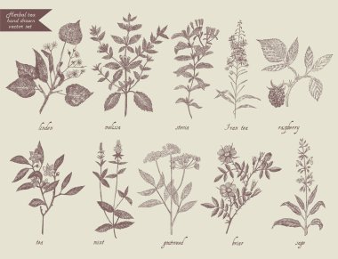 Tea herbs set. Hand drawn design. clipart