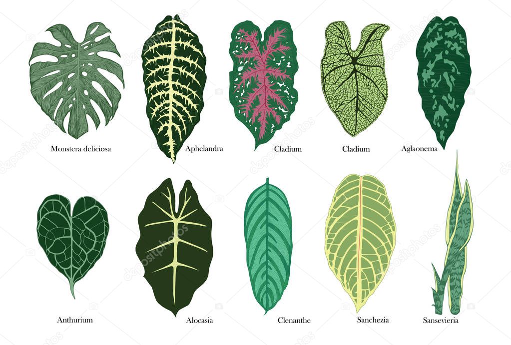 Exotic leaves vector set. Color.