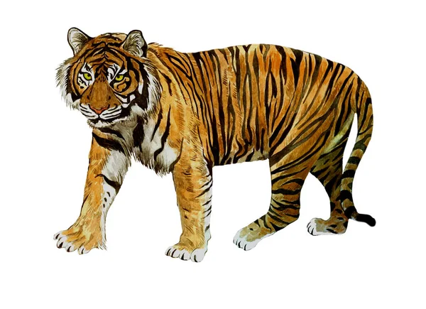 Sumatrian endangerd tiger watercolor illustration hand drawn — Stock Photo, Image