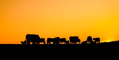 Gün doğmadan otlayan sığır silueti. Bir yaz sabahı inek sürüsü.