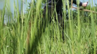 Çiftçi çimleri tırpanla biçiyor. Çimenler kesiliyor, ön manzara.