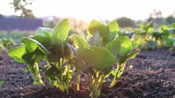 Kartoffelfeld Bei Sonnenuntergang Junge Kartoffelpflanzen Wachsen Frühling — Stockvideo