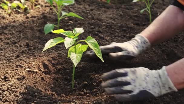 Sadzenie sadzonek pieprzu, kobiet rolnik ręce zbliżenie, zwolnione tempo — Wideo stockowe