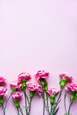 Pembe karanfil çiçekleri arka planı. 