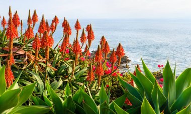 Aloe çiçekleri arka planı.