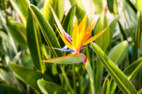 Paradiesvogel Blume. — Stockfoto