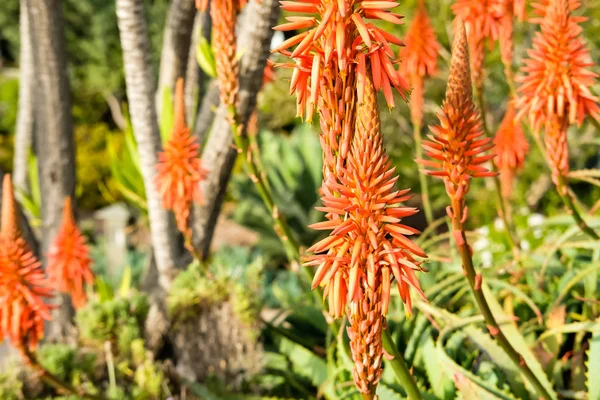 Latar belakang bunga Aloe . — Stok Foto