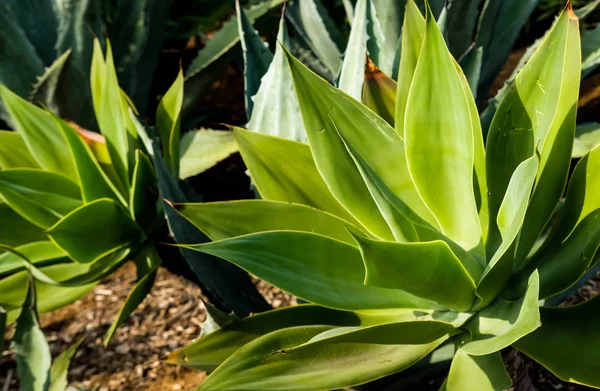 stock image California agave background. 