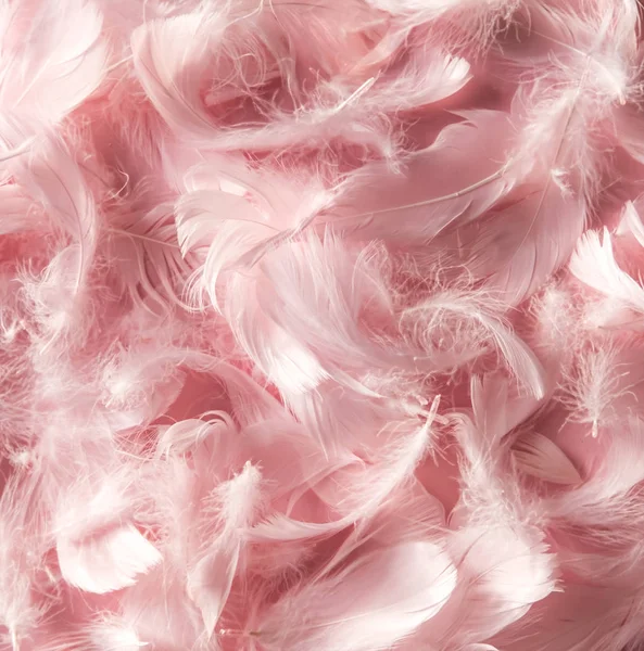 Fondo de plumas rosa . — Foto de Stock