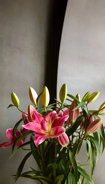 Rózsaszín liliom virágok. — Stock Fotó
