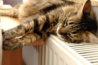 Güzel evcil kedi dinleniyor ve beyaz radyatörde uyuyor..