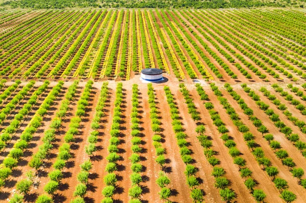 緑のアーモンドの木の植林地の空中風景 — ストック写真