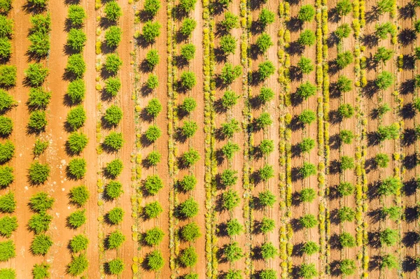 Vista Aérea Plantación Almendros Verdes — Foto de Stock