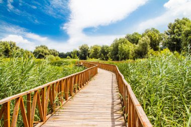 Doğa Parkı Kopacki Rit, tahta tahta tahta kaldırım manzarası, Baranja bölgesi, Hırvatistan