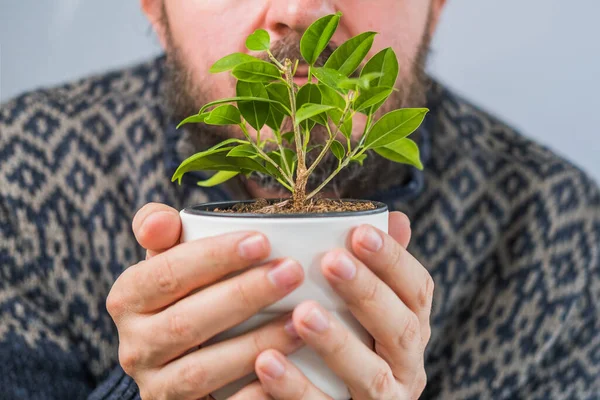 Bearded man in sweater holding and smelling the plant in hands, shallow debt of field