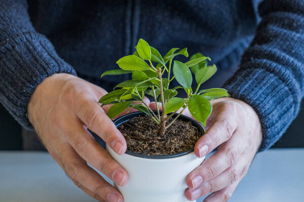 Care about the new plant in vase indoors. Detail of hands. Candid photo, shallow debt of field. Planting a plant at home.