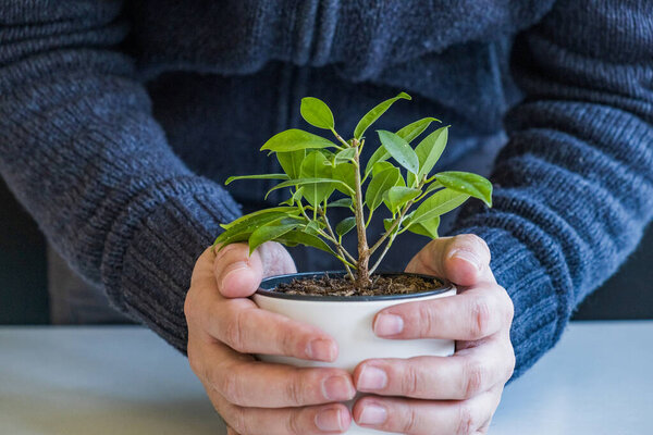 Planting a plant at home. Man in vintage sweater holding plant in vase indoors. Hands detail. Candid photo, shallow debt of field. 