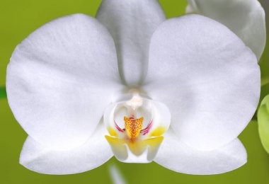 Orkide beyaz çiçeği yeşil arka planda yakın plan