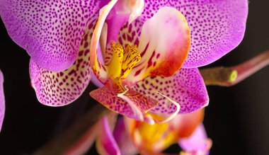 orkide pembe çiçek ve tomurcuk yakın plan siyah arkaplan