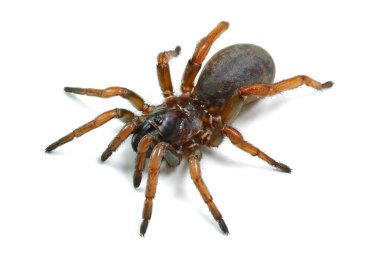 Örümcek gizemi yakın plan beyaz arkaplanda izole edildi