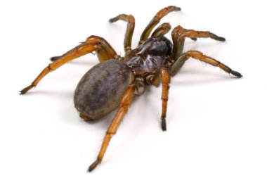 Örümcek gizemi yakın plan beyaz arkaplanda izole edildi