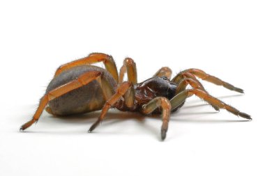 Örümcek gizemi yakın plan beyaz arkaplanda izole edildi