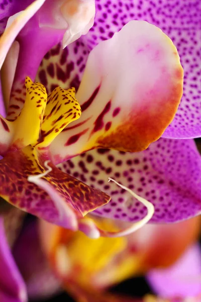 Орхідея Рожева Квітка Крупним Планом Чорному Фоні — стокове фото