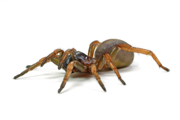 Мигальный паук крупным планом изолирован на белом фоне
